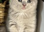 Jessica - British Shorthair Kitten For Sale - New York, NY, US