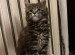 11 wk old Female Maine Coon CFA Registered - Maine Coon Kitten For Sale - Marshalltown, IA, US