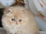 Amur cream persian exotic longhair boy - Persian Kitten For Sale - Dallas, TX, US