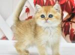 Faina - British Shorthair Kitten For Sale - Los Angeles, CA, US