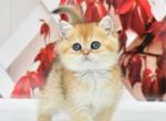 Fiona - British Shorthair Kitten For Sale - NY, US