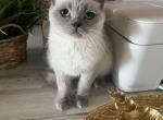 Oscar - British Shorthair Cat For Sale - New York, NY, US