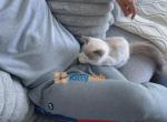 Therapy kitty - Ragdoll Kitten For Sale - State College, PA, US