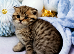 Black Golden Spotted Tabby - British Shorthair Kitten For Sale - Reisterstown, MD, US