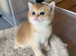 Boss - British Shorthair Kitten For Sale - New York, NY, US