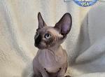 Sphynx Elvis - Sphynx Kitten For Sale - Lockport, IL, US