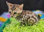 TICA Bengal Female Fae - Bengal Kitten For Sale - 