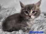 Evies - Munchkin Kitten For Sale - Sullivan, MO, US