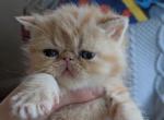 Persian Shorthair Teacup Female Red Kitten One - Persian Kitten For Sale - Brooklyn, NY, US