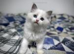 Stella - Ragdoll Cat For Sale - Tuscaloosa, AL, US