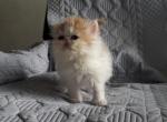 Persian Shorthair Female White and Red Kitten - Persian Kitten For Sale - Brooklyn, NY, US