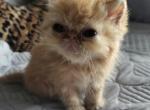 Persian Shorthair Female Red Kitten - Persian Kitten For Sale - New York, NY, US
