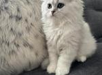 Ares - British Shorthair Kitten For Sale/Service - Philadelphia, PA, US