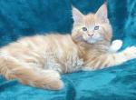 Amulet - Maine Coon Kitten For Sale - Brooklyn, NY, US