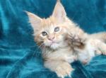 Arabica - Maine Coon Kitten For Sale - Brooklyn, NY, US