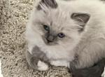 Minnie - Ragdoll Kitten For Sale - Mount Joy, PA, US