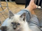 Pepper - Ragdoll Kitten For Sale - Mount Joy, PA, US