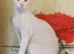 Pregnant odd eyed PB - Peterbald Cat For Sale - Springfield, MO, US