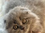 Kim - Scottish Fold Kitten For Sale - Fairfax, VA, US