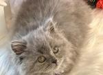 Khloe - British Shorthair Kitten For Sale - Fairfax, VA, US