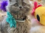 Kendall - British Shorthair Kitten For Sale - Fairfax, VA, US