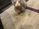 Blue Dwelf - Bambino Kitten For Sale - Chicago, IL, US