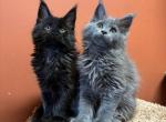 Black with white pedigree show girl Amazing Pet's - Maine Coon Cat For Sale - New York, NY, US