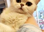 British SilVer Very handy kitty - British Shorthair Kitten For Sale - Seattle, WA, US