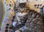 Bello - Ragdoll Kitten For Sale - Dallas, TX, US
