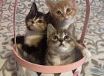 Variety of Kittens for Sale - Siberian Kitten For Sale - West Springfield, MA, US