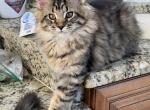 Superhero litter - Maine Coon Kitten For Sale - Orlando, FL, US
