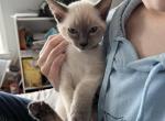 Sox - Ragdoll Kitten For Sale - Kearneysville, WV, US