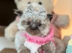 Lupe - Himalayan Kitten For Sale - Worcester, MA, US