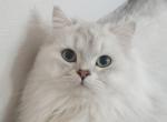Amaris - Scottish Straight Kitten For Sale - 