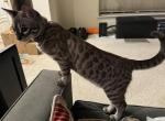 Asher - Bengal Kitten For Sale - Carrollton, TX, US