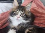 Jackson - Maine Coon Kitten For Sale - OH, US