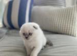 Elsa - Scottish Fold Kitten For Sale - Damascus, OR, US