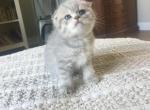 Purebred Scottish Fold - Scottish Fold Kitten For Sale - Mount Vernon, WA, US