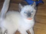Siamese kittens - Siamese Kitten For Sale - Worcester, MA, US