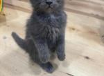 Loki - Maine Coon Kitten For Sale - OH, US