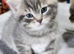Ozzie - Scottish Straight Kitten For Sale - Estacada, OR, US