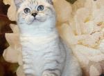 Rafaela - British Shorthair Kitten For Sale - Philadelphia, PA, US