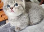 Bruce - Munchkin Kitten For Sale - Estacada, OR, US