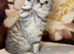 Vanessa - British Shorthair Kitten For Sale - Philadelphia, PA, US