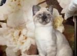 Milo - British Shorthair Kitten For Sale - Philadelphia, PA, US