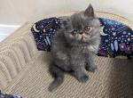 Exotic Shorthair Female Dark Blue Kitten - Exotic Kitten For Sale - Brooklyn, NY, US