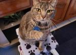 Athena - Domestic Cat For Adoption - Frisco, TX, US