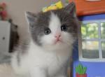 Blue white Boy - British Shorthair Kitten For Sale - Fontana, CA, US