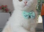 Cream white boy - British Shorthair Kitten For Sale - Fontana, CA, US