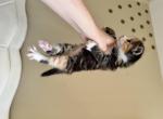 Pebbles - Domestic Kitten For Sale - Westfield, MA, US